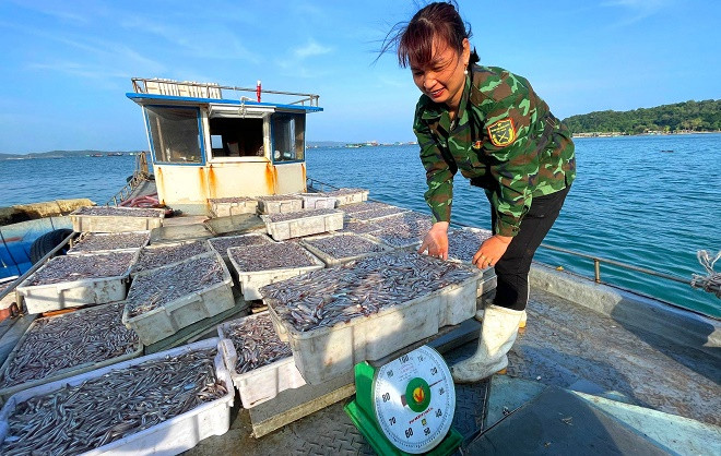 Mùa cá cơm trên đảo Thanh Lân, mỗi ngày thu hàng chục triệu đồng - Hình 4 Mua ca com tren dao Thanh Lan, moi ngay thu hang chuc trieu dong-Hinh-4
