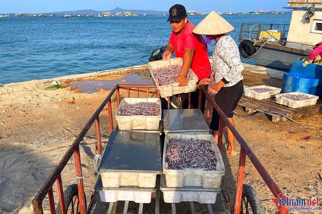 Mùa cá cơm trên đảo Thanh Lân, mỗi ngày thu hàng chục triệu đồng - Hình 5 Mua ca com tren dao Thanh Lan, moi ngay thu hang chuc trieu dong-Hinh-5