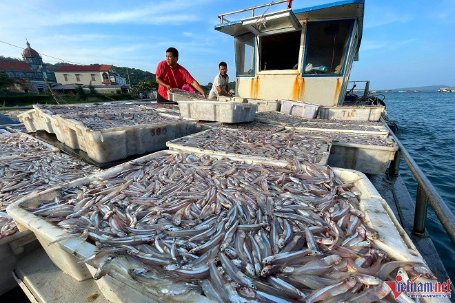 Mùa cá cơm trên đảo Thanh Lân, mỗi ngày thu hàng chục triệu đồng - Hình 8 Mua ca com tren dao Thanh Lan, moi ngay thu hang chuc trieu dong-Hinh-8
