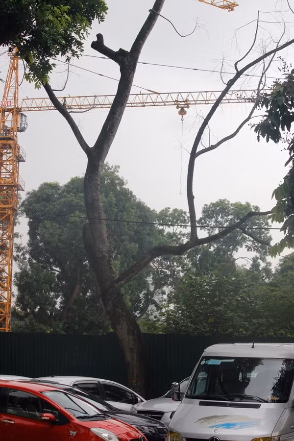 Tương tự, trên đường Điện Biên Phủ cũng xuất hiện một số cây lớn chết khô.