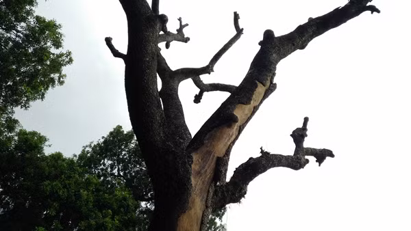 Các cành lớn trên ngọn cây dường như đã chết khô.