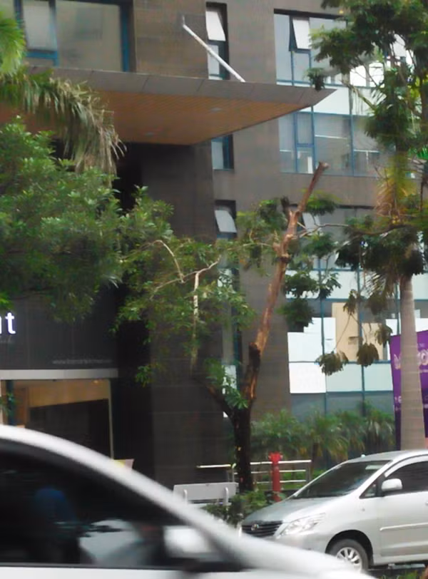 Phần ngọn của một cây xanh khác trên đường Hoàng Đạo Thúy đã bị chết khô.