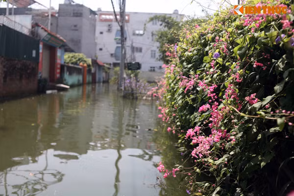 Hiện tại, UBND phường Tứ Liên đã tiếp nhận được thông tin về sự việc và đang cố gắng đưa ra biện pháp khắc phục, giúp người dân nhanh chóng ổn định cuộc sống.