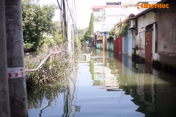 Nước ngập sâu vào tận các ngõ, hẻm ở cụm 5, tổ 36 phường Tứ Liên.