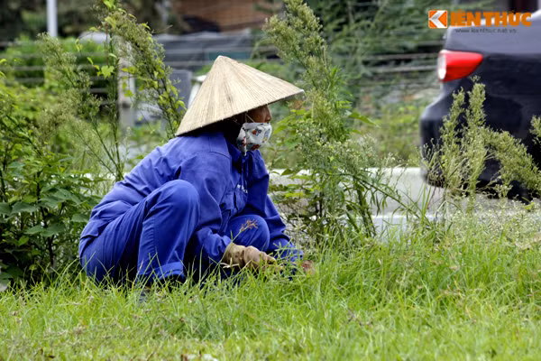 Các công nhân chia đều nhau ra làm việc trên từng đoạn đường ở Đại lộ Thăng Long.