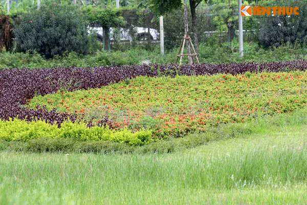 Do chi phí cho việc cắt cỏ trên 24km Đại lộ Thăng Long quá lớn nên lãnh đạo UBND TP Hà Nội đã yêu cầu dừng việc này lại.