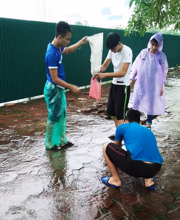 Cá bắt được chủ yếu là rô phi nhỏ.