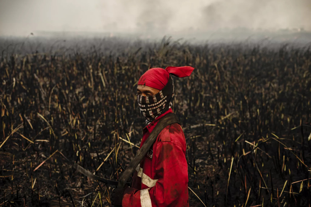 Chay rung dien rong o Indonesia, Malaysia va Singapore 