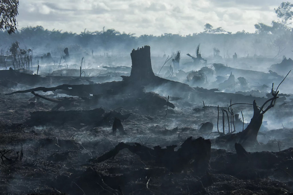 Chay rung dien rong o Indonesia, Malaysia va Singapore 