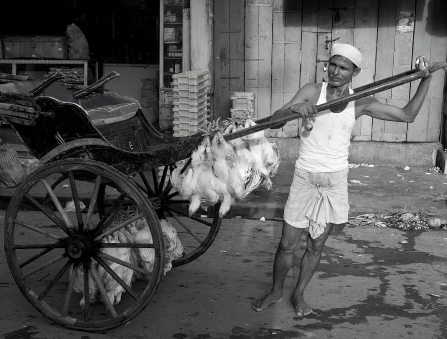 Chúng vận chuyển tất cả mọi thứ từ chở người cho đến gia cầm sống. 