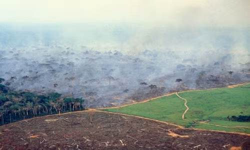 Hoạt động phá rừng làm trang trại gia súc lớn gần Acre, Brazil, ngày 17/11/2014. 