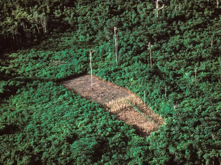 Một bức hình khác chụp rừng Amazon bị tàn phá năm 1990. 