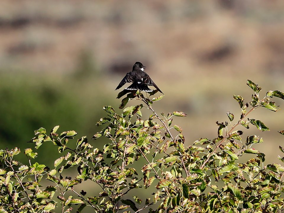 Để giữ bí mật về khu tổ hợp hạt nhân này, chính quyền Mỹ đã thiết lập vùng đệm có tên Hanford Reach và cấm mọi người xâm phạm.