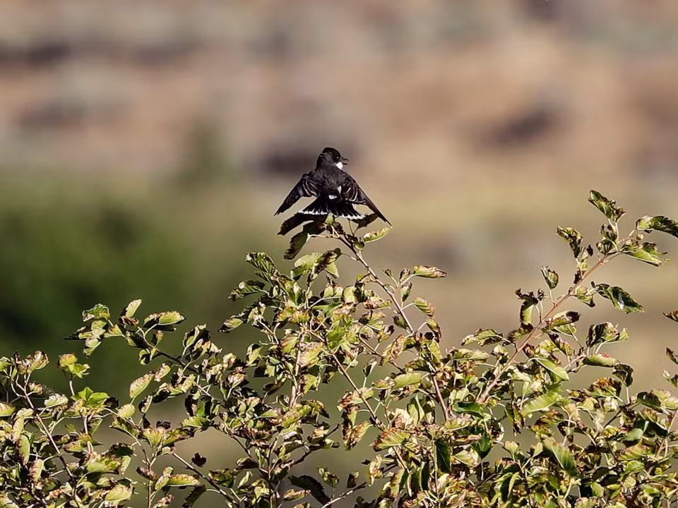 Để giữ bí mật về khu tổ hợp hạt nhân này, chính quyền Mỹ đã thiết lập vùng đệm có tên Hanford Reach và cấm mọi người xâm phạm.