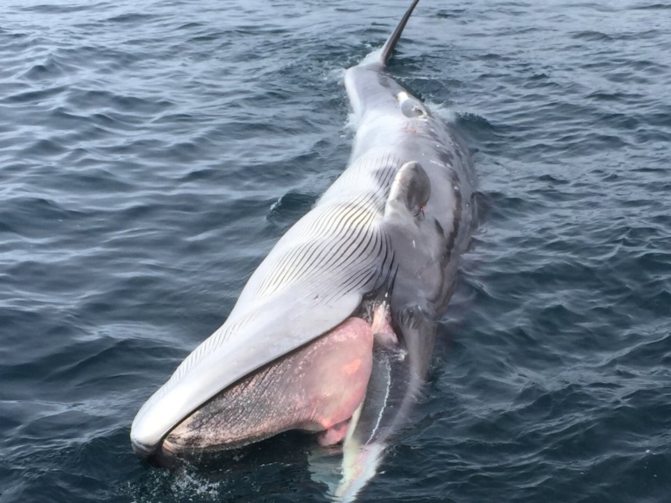 Dấu hiệu tác động của Hanford đối với môi trường có thể được nhận thấy vào đầu năm 1960 khi một chú cá voi chết ở ngoài khơi bờ biển Oregon phát ra tia gamma.