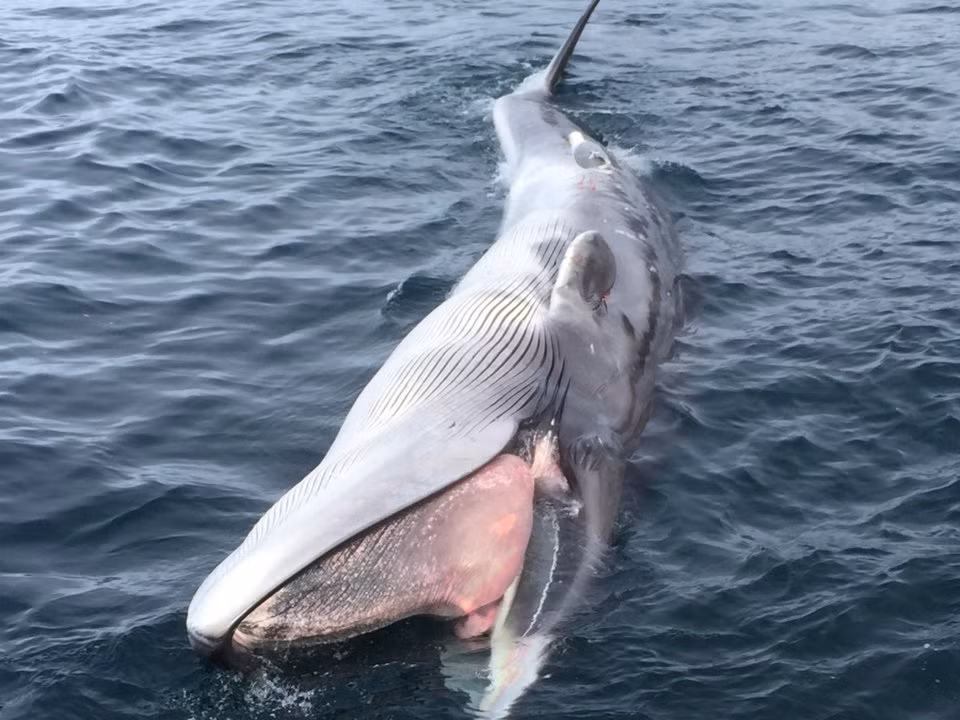 Dấu hiệu tác động của Hanford đối với môi trường có thể được nhận thấy vào đầu năm 1960 khi một chú cá voi chết ở ngoài khơi bờ biển Oregon phát ra tia gamma.