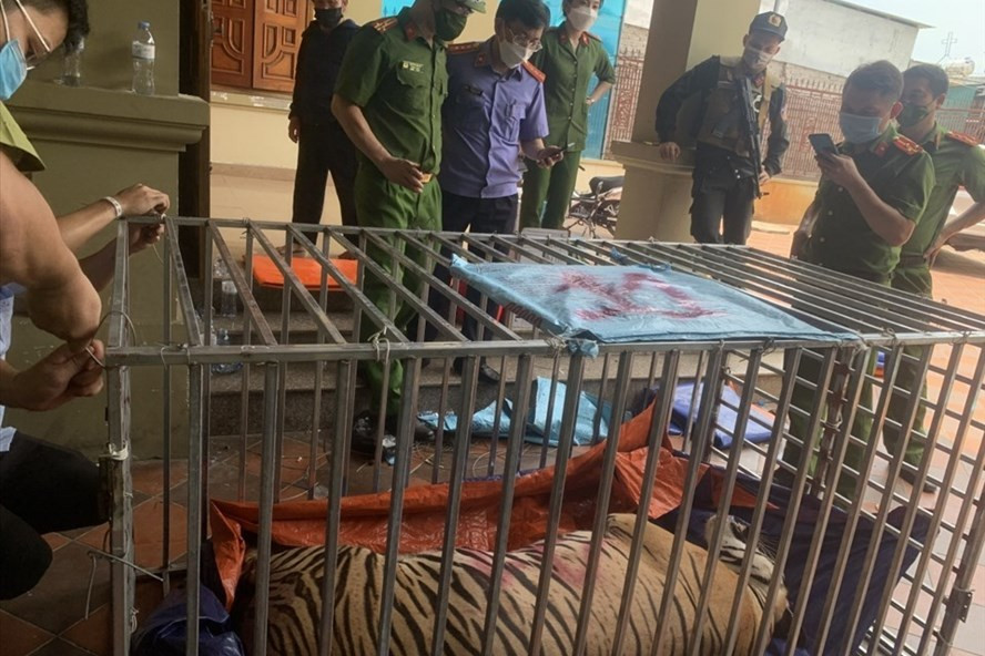 Riêng 3 con hổ nuôi nhốt trái phép trong nhà bà Nguyễn Thị Định (50 tuổi, ngụ xã Đô Thành, huyện Yên Thành) là do Công an huyện Yên Thành điều tra, bắt giữ. Hiện công an huyện đang gia hạn thời gian tạm giữ bà Định để lấy lời khai củng cố hồ sơ, điều tra, làm rõ mức độ vi phạm.