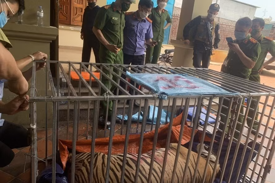 Riêng 3 con hổ nuôi nhốt trái phép trong nhà bà Nguyễn Thị Định (50 tuổi, ngụ xã Đô Thành, huyện Yên Thành) là do Công an huyện Yên Thành điều tra, bắt giữ. Hiện công an huyện đang gia hạn thời gian tạm giữ bà Định để lấy lời khai củng cố hồ sơ, điều tra, làm rõ mức độ vi phạm.