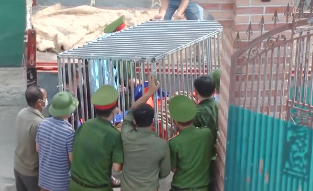 Bà Thanh khai nhận số hổ này được mua từ Lào khi chúng còn nhỏ rồi mang về nhà nuôi tại chuồng trại rộng 80 m2 trong khuôn viên gia đình được xây phía dưới mặt đất.