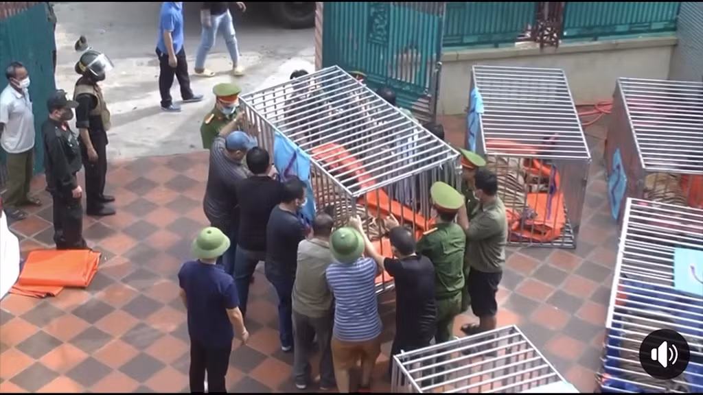 Bat tam giam nguoi dan ong nuoi nhot 14 con ho tai nha tai Nghe An-Hinh-2