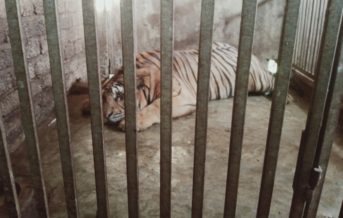 Liên quan vụ việc trên, một lãnh đạo Phòng Cảnh sát môi trường (Công an Nghệ An) cho biết, cơ quan điều tra vẫn đang tiếp tục điều tra vụ án. Hiện 8 con hổ (trong số 17 con mà ngành chức năng thu giữ) đã chết đang được cấp đông bảo quản để phục vụ công tác điều tra.