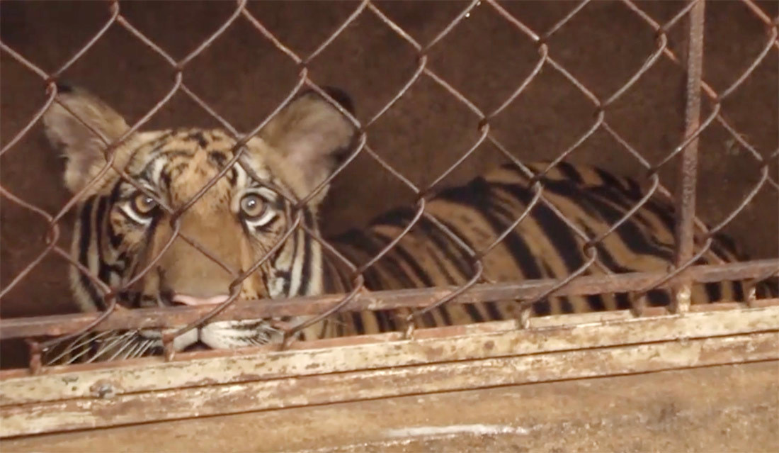 Các con hổ còn sống đang được gửi chăm sóc tại 2 khu sinh thái ở huyện Diễn Châu. Ông Trần Văn Hải, Phó Giám đốc Khu du lịch sinh thái Mường Thanh Diễn Lâm cho biết, sức khỏe các con hổ được gửi chăm sóc tại đây vẫn ổn định. 