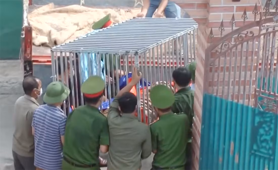 Cùng thời điểm, một mũi công tác khác kiểm tra nhà bà Nguyễn Thị Định (xóm Phú Xuân, cùng xã Đô Thành), phát hiện thêm 3 con hổ Đông Dương khác. Các con hổ này có trọng lượng trung bình từ 200 - 260kg/con. Những người liên quan khai nhận, đã mua hổ khi còn nhỏ từ bên Lào, sau đó đưa về nhà nuôi nhốt và chăm sóc như nuôi heo.