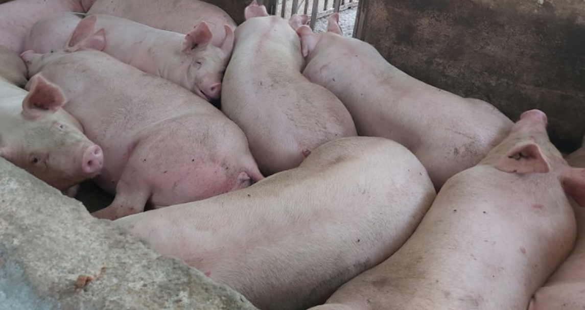 Dich ta lon chau Phi xuat hien tai Da Nang, nguy co lan rong