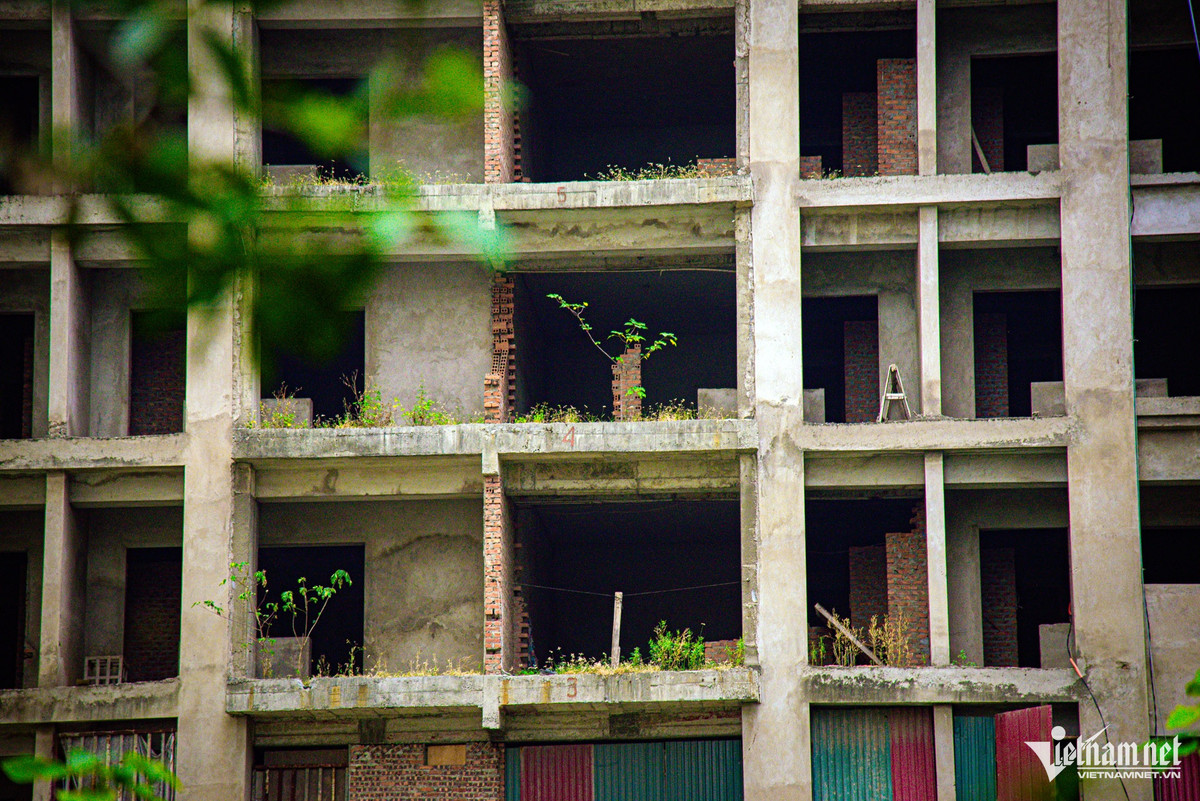 Các phòng tại các tòa A2, A3 đang dần xuống cấp, cây cỏ mọc vì bị bỏ hoang nhiều năm.