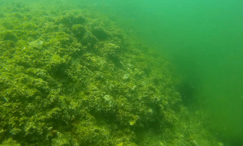 Cận cảnh dưới đáy biển ở bãi Bến Cá (Nhân Trạch, Quảng Bình) - ảnh cắt từ clip.