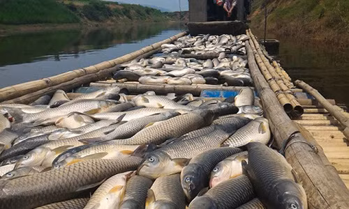 Xa thai gay o nhiem song Buoi: Se khoi to hinh su