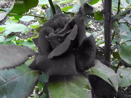 Loài hoa lạ này từng bị đe dọa tuyệt chủng kể từ khi những cư dân ở làng này di rời khỏi làng “Halfeti cổ” vào những năm 1990, thời điểm mà đập Birecik bắt đầu được xây dựng. Khi chiếc đập hoàn thành, làng Halfeti cũ và một vài làng khác bị nhấn chìm dưới dòng sông Euphrates. Làng Halfeti mới được xây dựng lại trên đất của làng Karotlak, nằm cách vùng đất cũ 10km. Người dân trong làng đã trồng lại giống hoa này ở những khu vườn mới, nhưng chúng không thích nghi kịp với môi trường mới vì vậy lượng hoa đã bị giảm đi đáng kể.