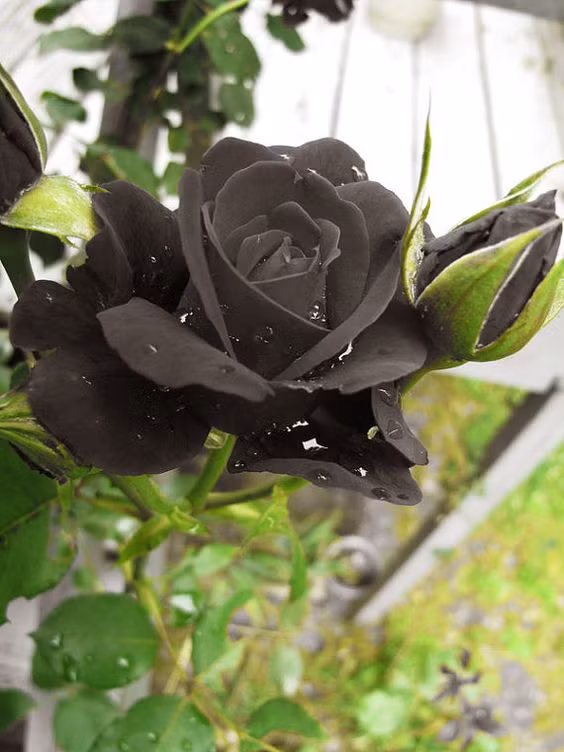 Thêm một số hình ảnh về loài hoa bí ẩn.