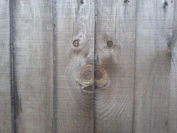 Họa tiết trên tấm gỗ khiến người ta liên tưởng đến một con lợn.