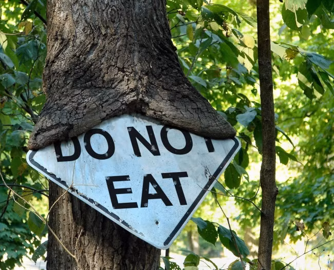 Sao bây giờ, cây xanh thì đâu có biết đọc (ảnh đại diện)