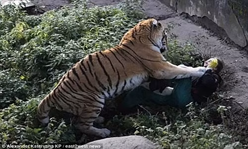 10 phut kinh hoang cua nguoi cham soc bi ho can xe