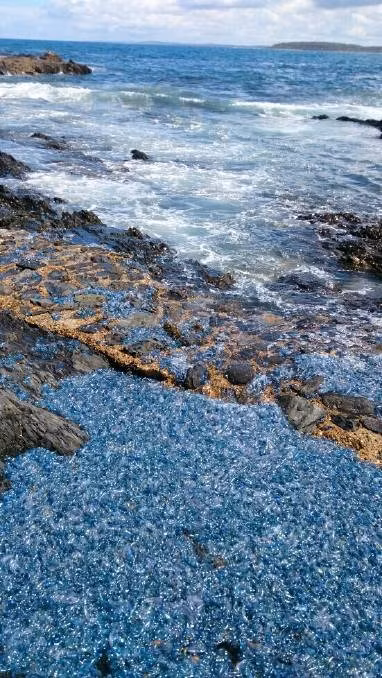 "Ac mong" sua doc mau xanh phu kin bai bien