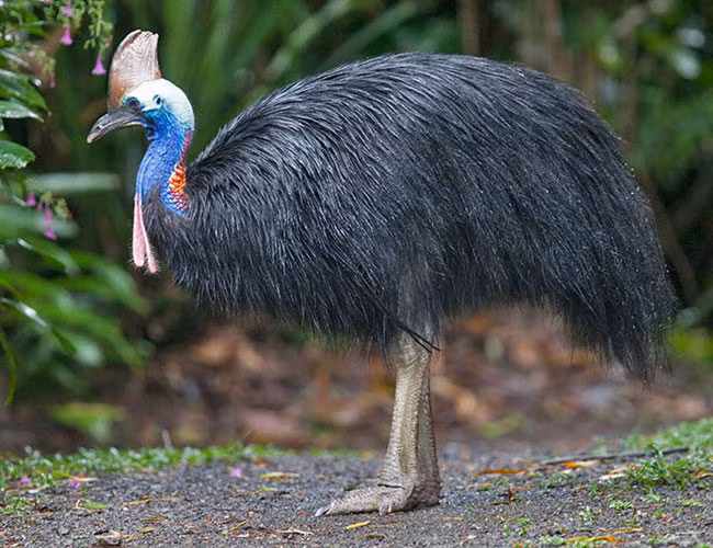 Đà điểu đầu mèo có tập tính phân chia lãnh thổ rõ ràng và sống khá cô độc, trừ mùa giao phối duy trì nòi giống