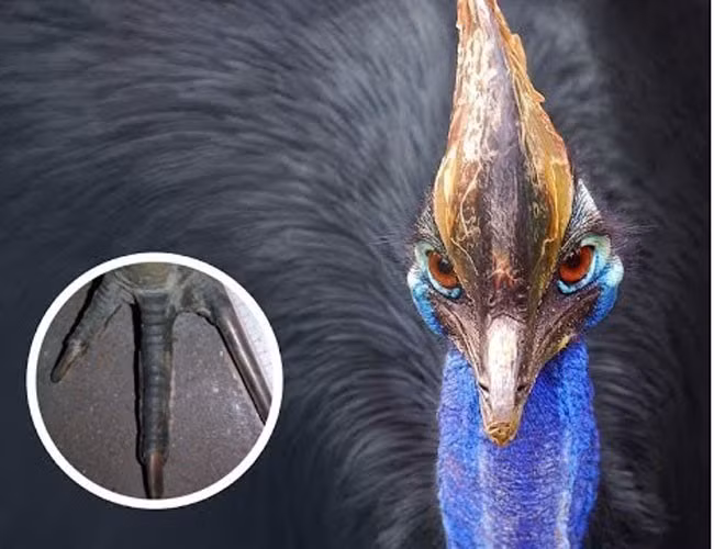 Tin tốt là: Trên thế giới, vụ người tử vong do bị đà điểu đầu mèo tấn công xảy ra đã lâu lắm rồi, mãi từ thập niên 20 của thế kỷ trước. Sau đó thì xảy ra lẻ tẻ những vụ con người bị thương.