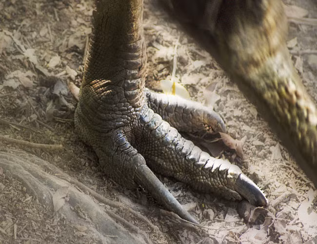 Hãy nhìn xuống bàn chân thô kệch của chúng, tạo hóa đã lắp vào mỗi bên "1 con dao găm" đúng nghĩa đen. Mỗi ngón cạnh trong bàn chân của đà điểu đầu mèo đều có 1 chiếc vuốt sắc nhọn và thẳng, dài tới 13-14cm; chưa kể 2 ngón còn lại đều có móng dài 4-5cm.