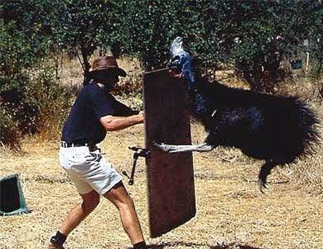 Có lẽ đọc đến đây, bạn sẽ nghĩ rằng nên bỏ chạy ngay khi nhìn thấy một con đà điểu đầu mèo? Nếu nó không đuổi theo thì bạn thực sự may mắn, vì con vật này vốn sinh ra là để... chạy. Khi cần nó di chuyển với tốc độ lên đến 50km/h, điều này có nghĩa là ngay cả Usain Bolt- người đàn ông chạy nhanh nhất hành tinh- cũng không có cửa chạy thoát khỏi đà điểu đầu mèo.