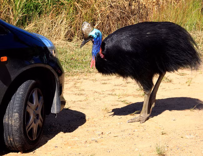 Chỉ cần con vật này tung cước, lốp chiếc xe chắc chắn bị chọc thủng