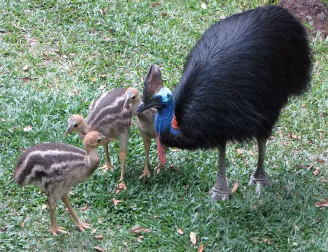 Cũng đừng mất cảnh giác khi ngắm cảnh chim mẹ- chim con quấn quít nhau như thế này.