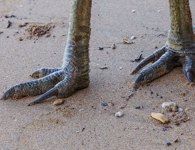 Không phải tự nhiên mà năm 2007 đà điểu đầu mào được ghi vào sách kỷ lục Guiness là ''loài chim nguy hiểm nhất thế giới''.