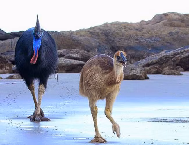 Thực tế số lượng đà điểu đầu mèo trong tự nhiên đã sụt giảm nghiêm trọng, đến mức khó gặp. Phần lớn chúng được nuôi và sinh sản trong các sở thú. Vì thế bạn cũng không cần quá lo lắng khi đi vào các khu rừng tại Úc