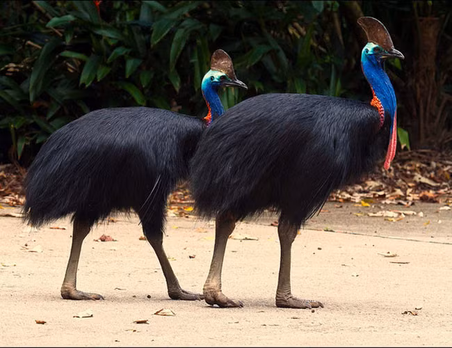 Đây là đà điểu đầu mèo (chính xác gọi là "đầu mào", Cassowary), một loài chim không biết bay thuộc họ đà điểu, sống tại đông bắc châu Úc và các vùng rừng nhiệt đới New Guinea. Khoan hãy để những yếm thịt màu đỏ và lam của nó đánh lừa bạn.
