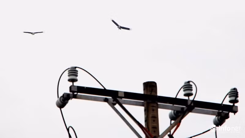 Loài chim này thuộc họ Hạc có kích cỡ khá lớn, chiều dài thân 87–93cm (dang thẳng ra từ mỏ đến đuôi), nặng từ 4 đến 5,71 kg, chiều cao khi đứng khoảng 110–120cm, mỏ to và dài, cổ không có lông, da màu vàng nhạt.