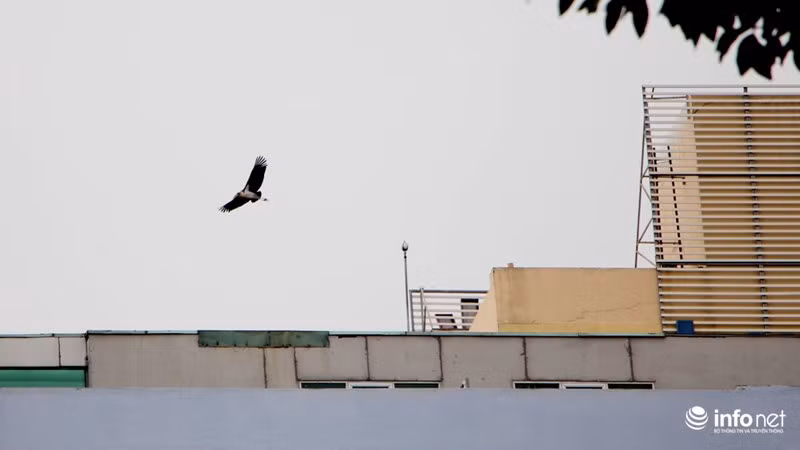 Theo các tài liệu về loài chim, Già đẫy Java có tên khoa học là Leptoptilos javanicus thuộc họ Hạc (Ciconiidae). Loài chim này có cổ và đầu hói, trọng lượng khi trưởng thành có thể lên đến 5kg/con, chúng phân bố từ Ấn Ðộ đến lục địa Ðông Nam Á, được xếp hạng bậc VU (bị đe dọa, phải đối mặt với nguy cơ tuyệt chủng cao ngoài tự nhiên trong tương lai không xa). Loại chim này nằm trong danh mục sách Ðỏ - IUCN thế giới, bậc R (hiếm), trong danh mục sách đỏ động vật Việt Nam và thuộc nhóm IB của Nghị định 32/2006/NÐ-CP của Chính phủ - là nhóm các loài động vật hoang dã nguy cấp, quý, hiếm nghiêm cấm khai thác và sử dụng vì mục đích thương mại.