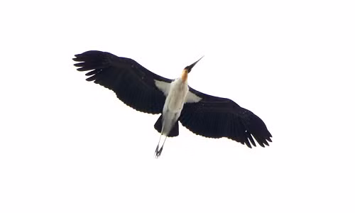 Tuy nhiên chỉ ít phút sau đó những chú chim này hạ dần độ cao, lượn sát những ngọn cây cổ thụ tại Thảo Cầm Viên. Lúc này nhiều người mới phát hiện ra đây không phải chim đại bàng. Trao đổi với PV Infonet, một nhân viên tại Thảo Cầm Viên cho biết đây là "Già đẫy Java" - một loài chim có kích thước lớn.