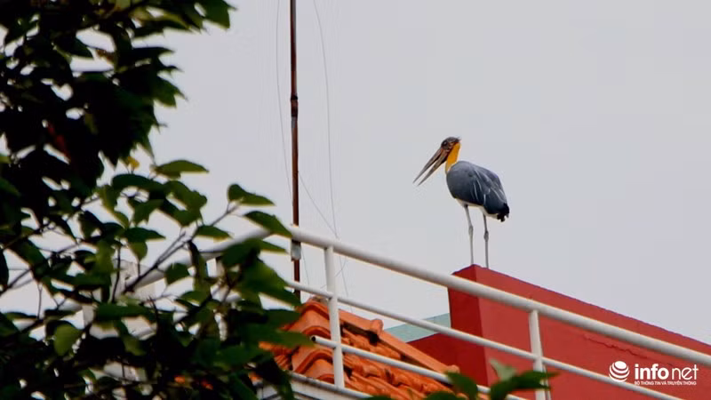 Một chú chim bạo dạn đậu xuống ngay trên nóc của trường Đại học Thủy Lợi.